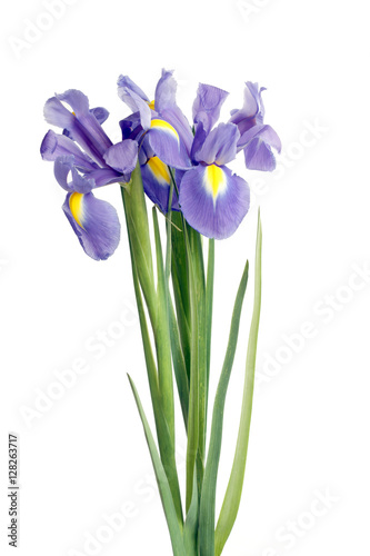iris flowers on white