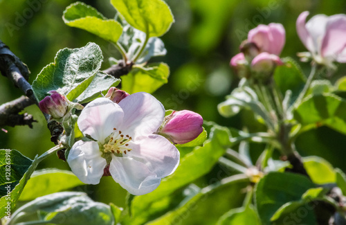 Apple tree blossom in a garden