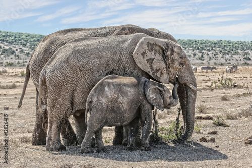 an elephant family in a national park of south africa