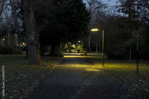 illuminated park avenue in autumn