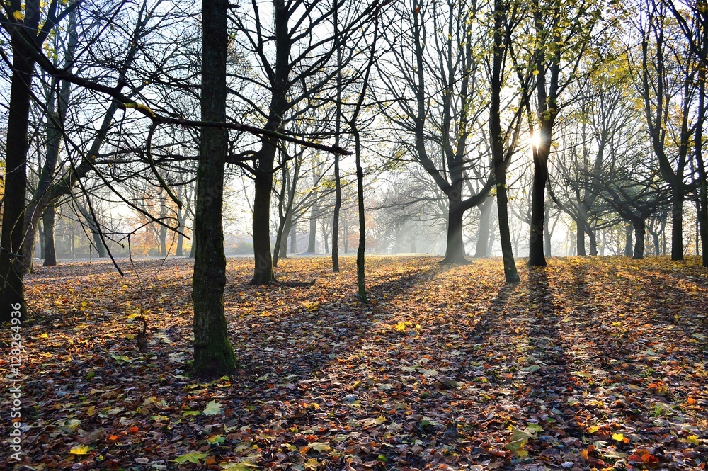 A frosty woodland landscape. A frosty woodland landscape.