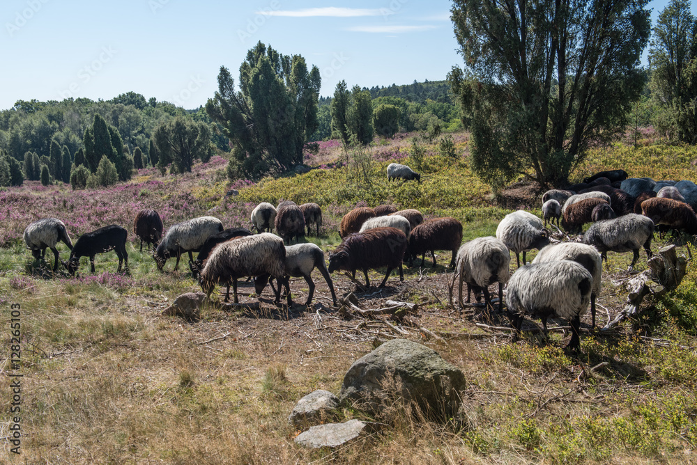 Heidschnucken ind er Lüneburger Heide Heidschnucken ind er Lüneburger Heide
