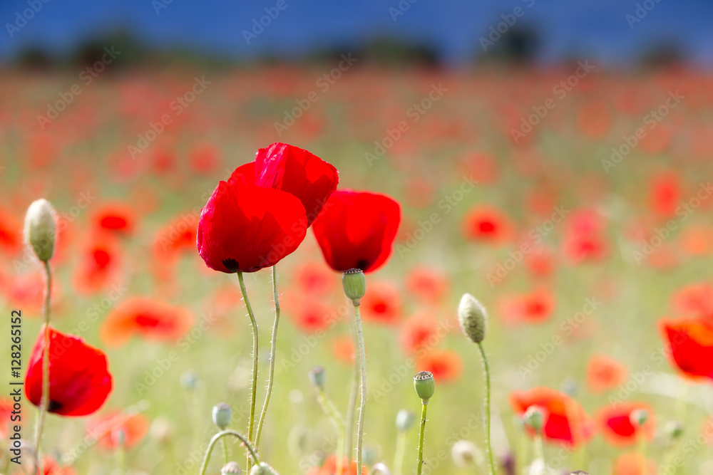Fototapeta premium Ogromne pole czerwonych maków
