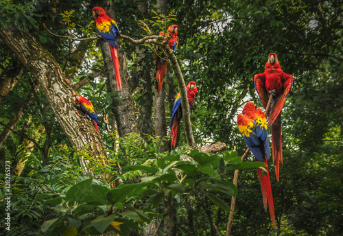 Scarlet macaws in a tree photo
