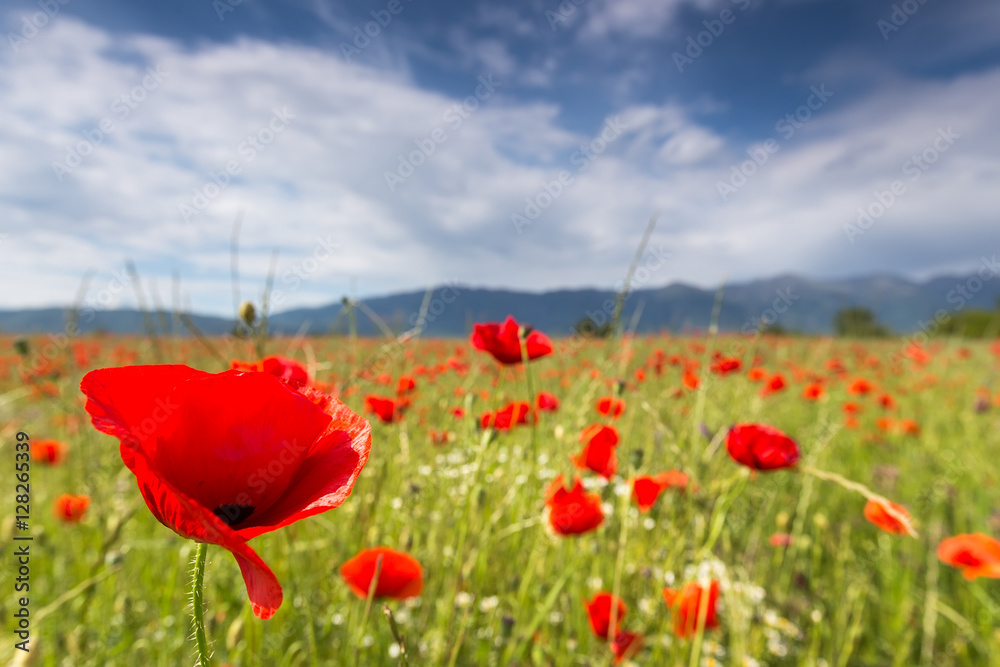 Fototapeta premium The huge field of red poppies flowers