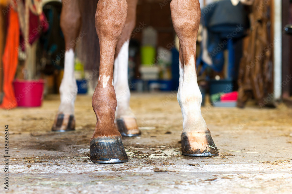 Naklejka premium Red horse hoof standing in stable