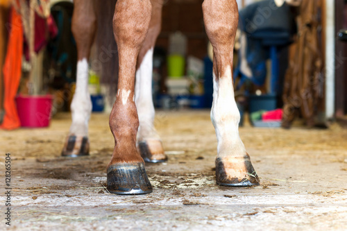 Red horse hoof standing in stable