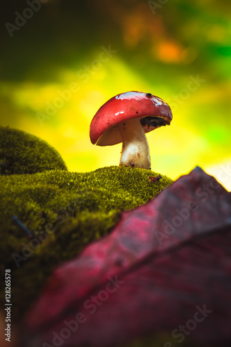 fresh mushroom russula white stalk grows on moss photo