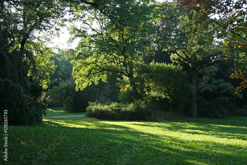Fototapeta Naklejka Na Ścianę i Meble -  Summer sunlight in park