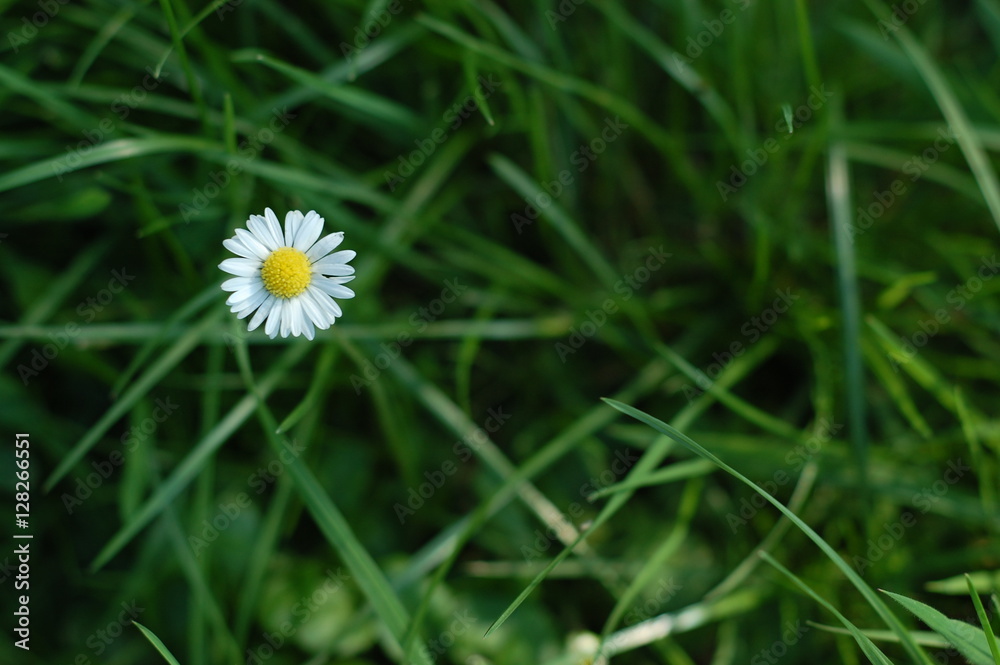 Lonely daisy Lonely daisy