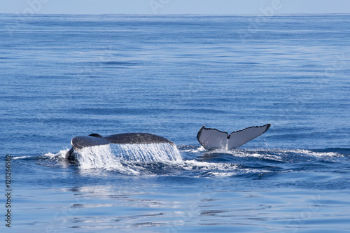 Ningaloo reef, humpback whales