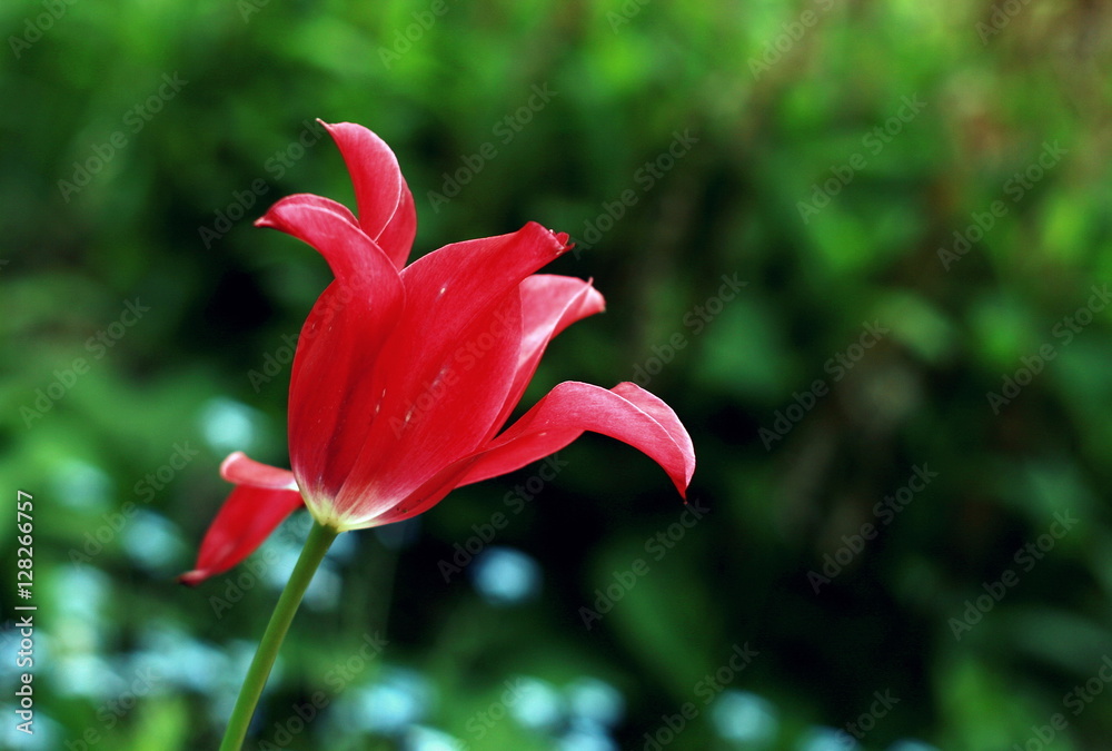 Czerwony tulipan