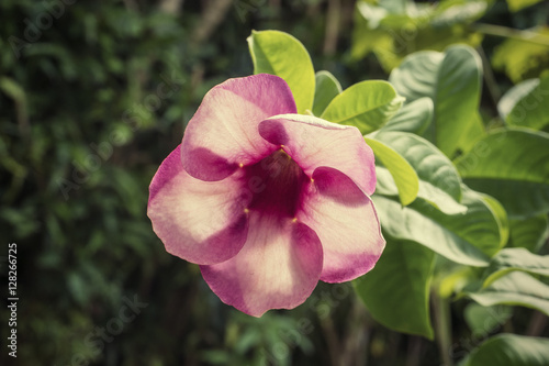 macro picture of tropical flower