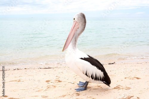 Pelican, Monkey Mia, Western Australia