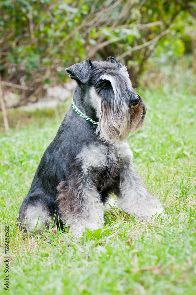 Miniature schnauzer sitting on stump Miniature schnauzer sitting on stump