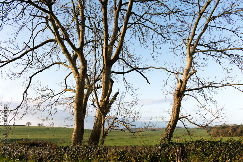 Close of up of trees in front of a green field