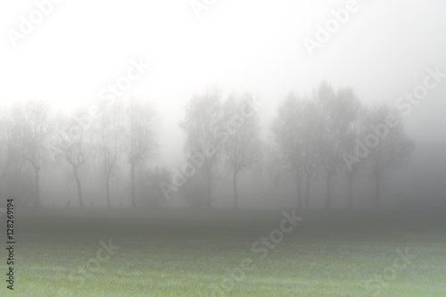 Fototapeta Trees in the morning fog
