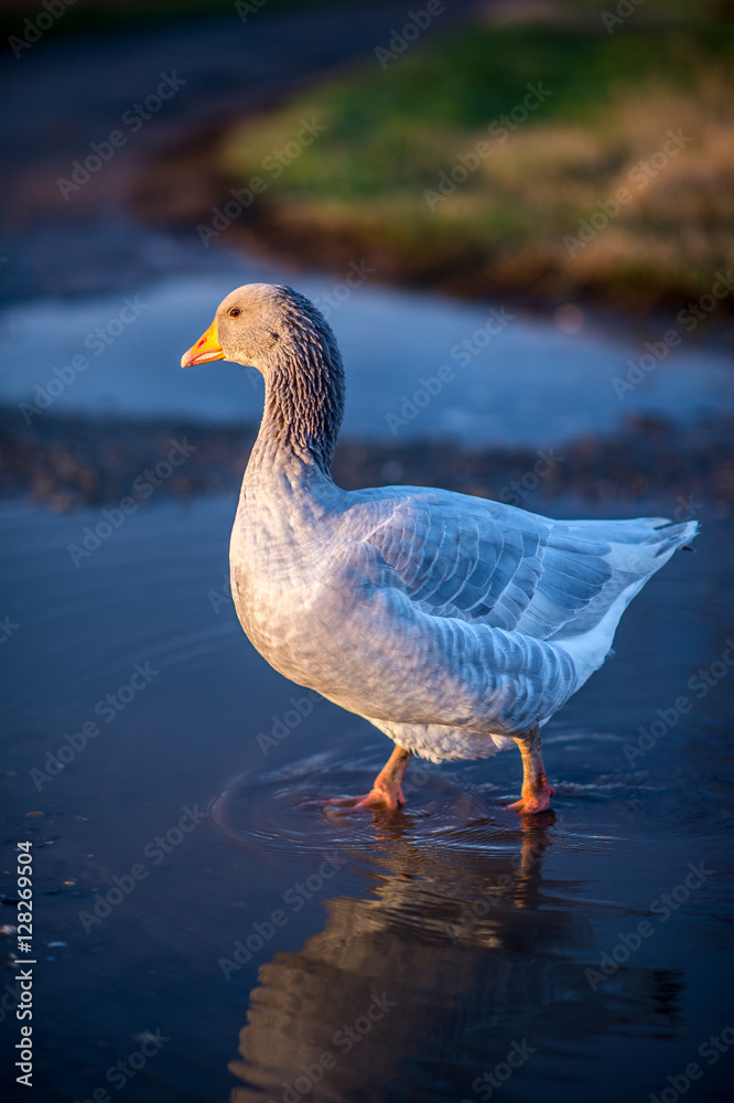 Goose Goose