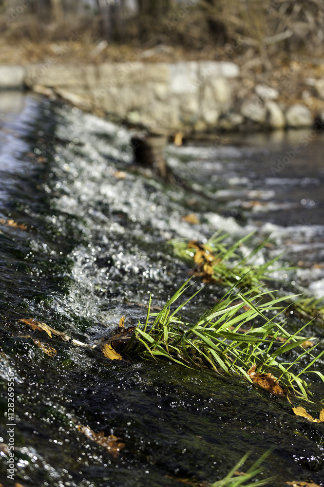 Fototapeta premium Weeds on spillway