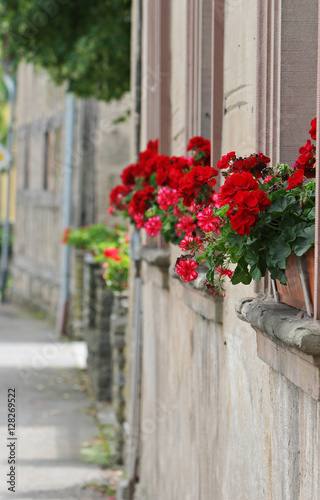 Fototapeta Naklejka Na Ścianę i Meble -  Flowered window sill