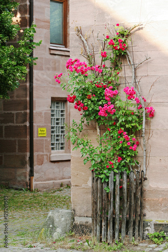 Fototapeta Naklejka Na Ścianę i Meble -  Rose tree at building corner