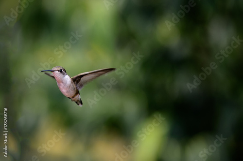 Hummingbird