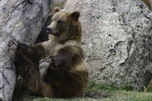 Grizzly bear sitting and holding it s feet