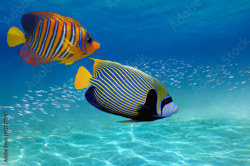 Coral Reef and Tropical Fis...