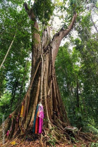 Huge tropical tree photo
