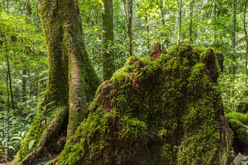 Fotografi Green moss growing on tree at the evergreen forest
