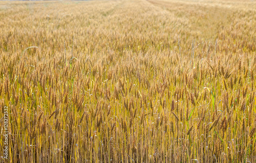 Landscape with a view of the field with ripe wheat