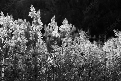 Bilde på lerret Dry cane, bw