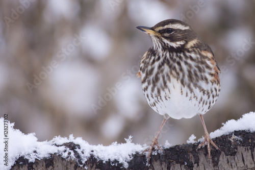 Redwing (Turdus iliacus) in snow, Cambridge, England, UK.