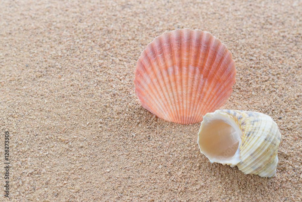 Close-up of beautiful shells on the white sand beach. Copy space for text background. Close-up of beautiful shells on the white sand beach. Copy space for text background.