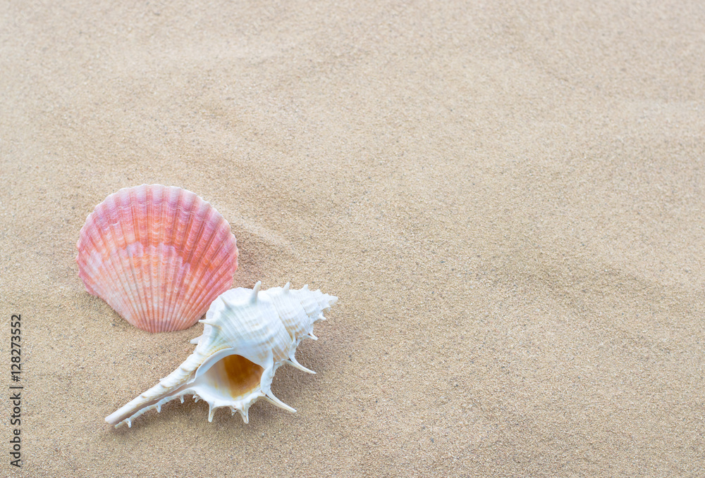 Close-up of beautiful shells on the white sand beach. Copy space for text background. Close-up of beautiful shells on the white sand beach. Copy space for text background.