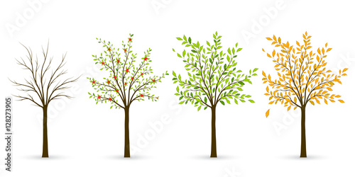 Tree in four seasons - winter, spring, summer, autumn. Vector il