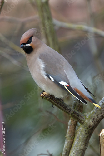 Waxwing (Bombycilla garrulus), Royston, Herts, England, UK. photo