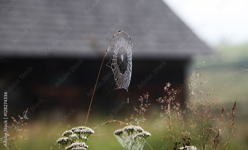 Spider web in morning dew