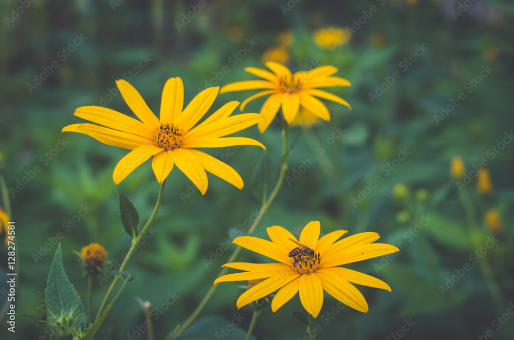 Obraz premium flower herb, thailand herb. Jerusalem artichoke, sunchoke.