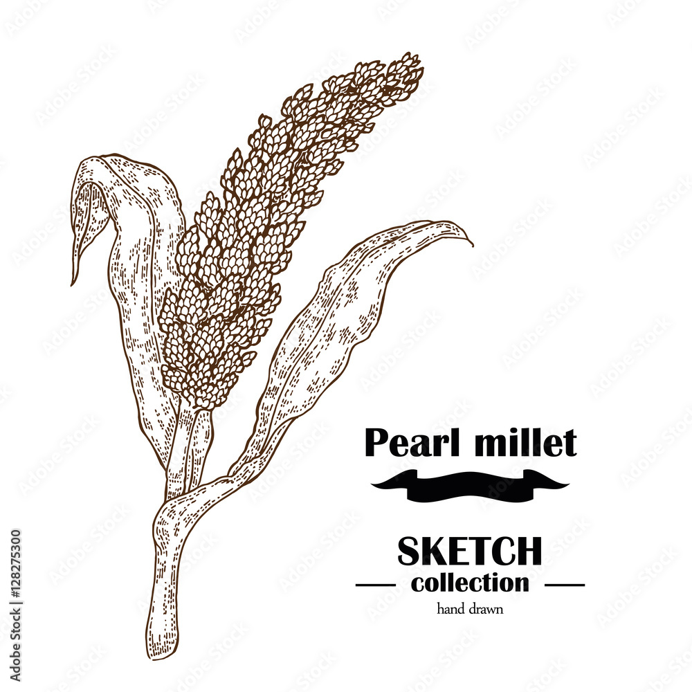 Pearl Millet sketch. Hand drawn cereal. Vector illustration Stock