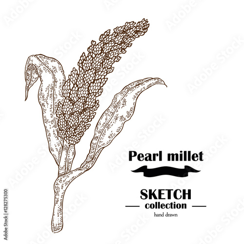Pearl Millet sketch. Hand drawn cereal. Vector illustration