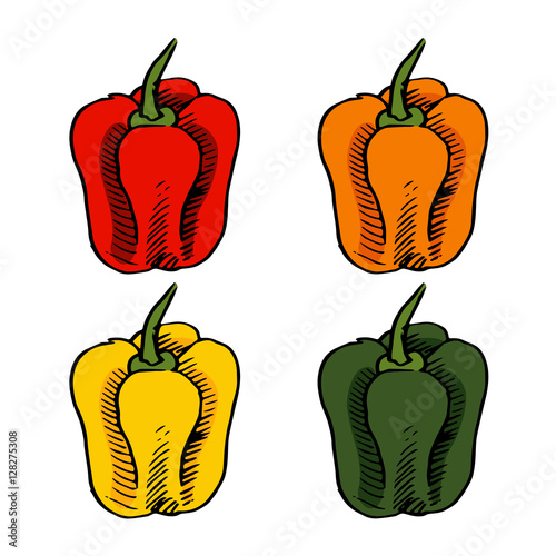 four color of pepper vector scetch