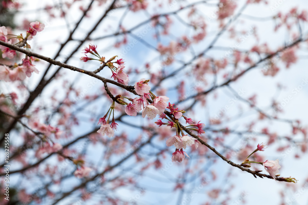 Beautiful pink Sakura flower blooming Beautiful pink Sakura flower blooming
