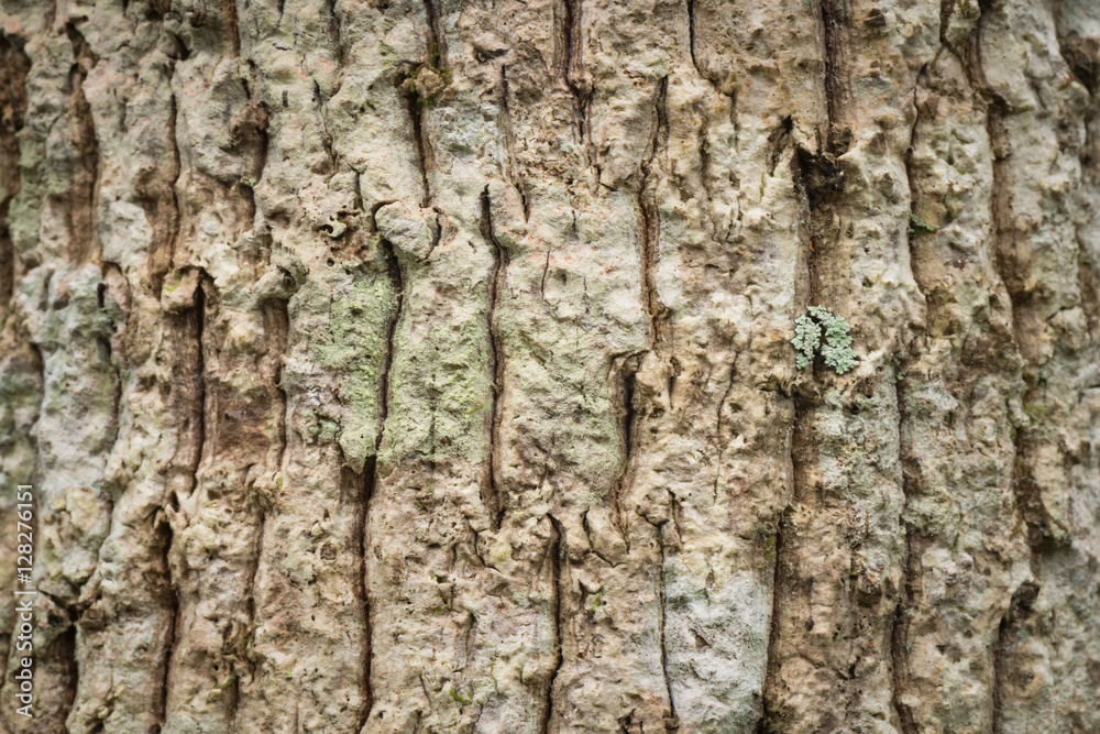 Bark tree and tree trunk texture Bark tree and tree trunk texture