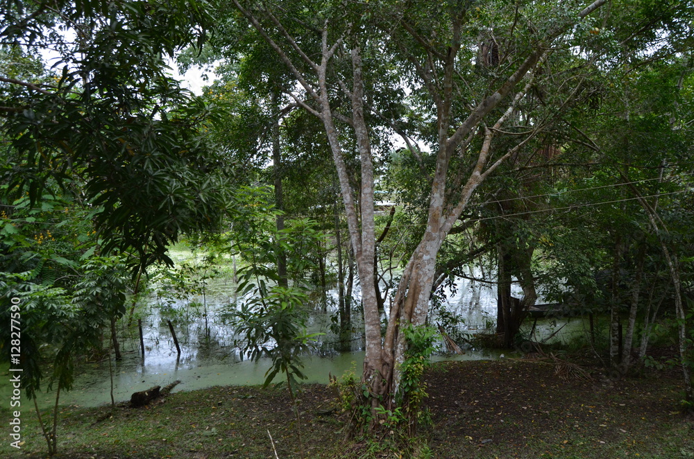 Rio Amazonas