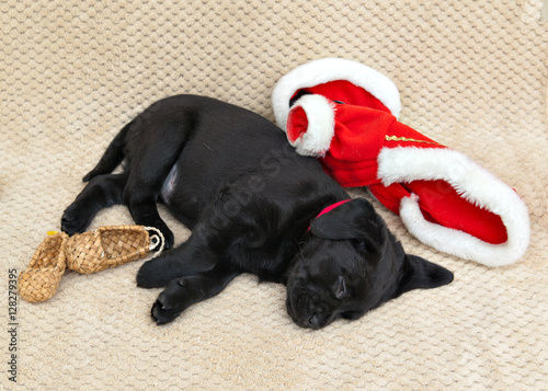 Black labrador puppy is tired of working Santa Claus and now sle