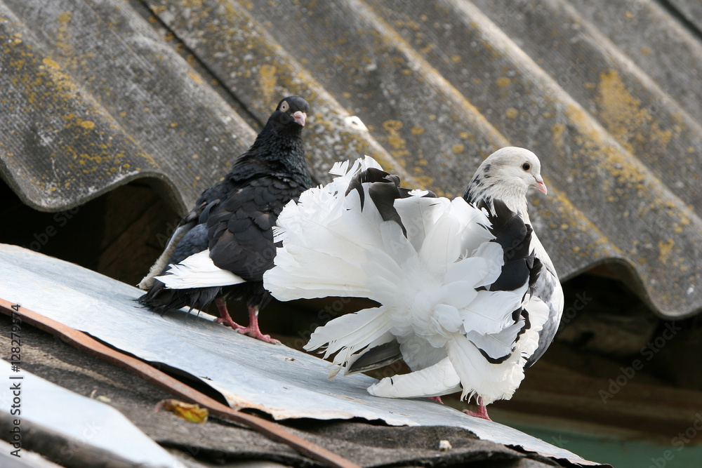 Fancy pigeons on the roof
