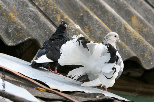 Obraz na płótnie Fancy pigeons on the roof w salonie