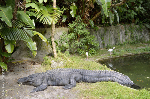 American alligator