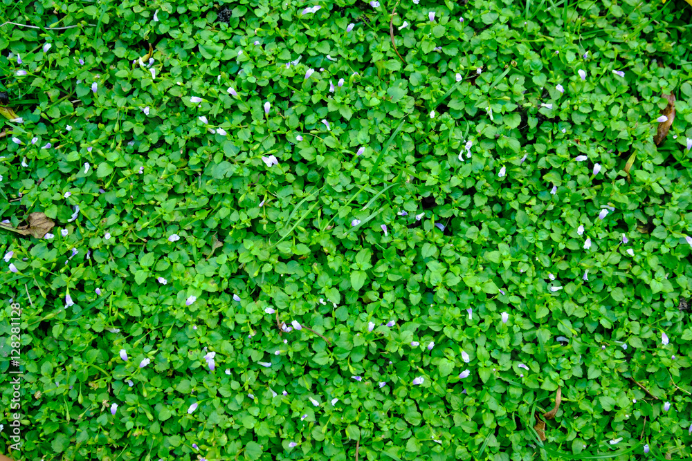 Green lawn background. Green lawn background.